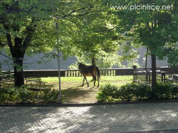 Un cheval au petit matin dans le parc "Il Montano"